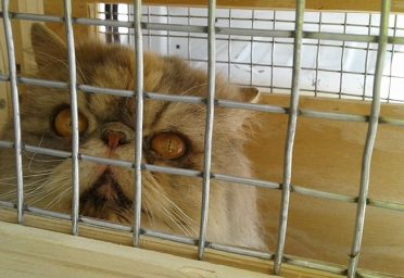 Biscuit-cat-transport-1