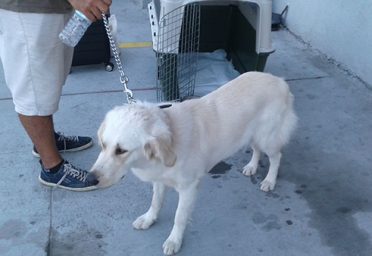 Lokum-Pet-Dog-Turkey-to-England-2019