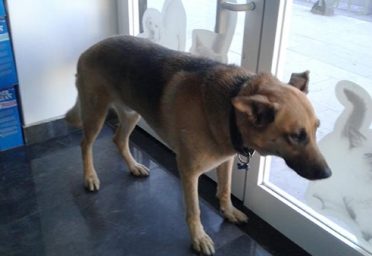 Simba-transport-pet-turkey-4