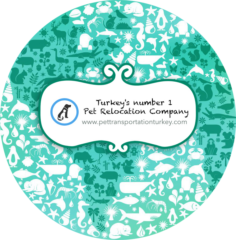 Pet Transpsortation Turkey About Us