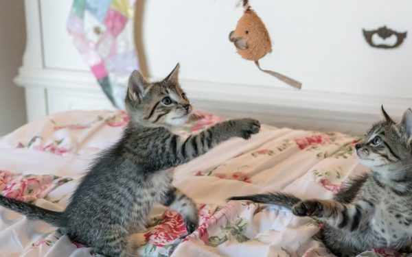 Pet Transportation Turkey Games and Cats